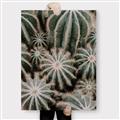Picture of Cactus Zone _GroupedProduct_Rectangle_Portrait_Photography _GroupedProduct_Rectangle_Portrait_Canvas_