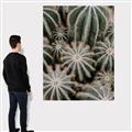 Picture of Cactus Zone _GroupedProduct_Rectangle_Portrait_Photography _GroupedProduct_Rectangle_Portrait_Canvas_