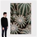 Picture of Cactus Zone _GroupedProduct_Rectangle_Portrait_Photography _GroupedProduct_Rectangle_Portrait_Canvas_