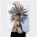 Picture of Palm Perfection _GroupedProduct_Rectangle_Portrait_Photography _GroupedProduct_Rectangle_Portrait_Canvas_