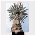Picture of Palm Perfection _GroupedProduct_Rectangle_Portrait_Photography _GroupedProduct_Rectangle_Portrait_Canvas_
