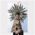 Picture of Palm Perfection _GroupedProduct_Rectangle_Portrait_Photography _GroupedProduct_Rectangle_Portrait_Canvas_
