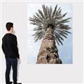 Picture of Palm Perfection _GroupedProduct_Rectangle_Portrait_Photography _GroupedProduct_Rectangle_Portrait_Canvas_