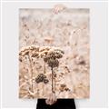 Picture of Macro Dried Florals _GroupedProduct_Rectangle_Portrait_Photography _GroupedProduct_Rectangle_Portrait_Canvas_