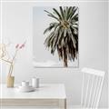 Picture of Canary Palm _GroupedProduct_Rectangle_Portrait_Photography _GroupedProduct_Rectangle_Portrait_Canvas_