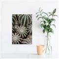 Picture of Cactus Zone _GroupedProduct_Rectangle_Portrait_Photography _GroupedProduct_Rectangle_Portrait_Canvas_