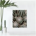 Picture of Cactus Zone _GroupedProduct_Rectangle_Portrait_Photography _GroupedProduct_Rectangle_Portrait_Canvas_