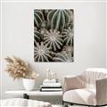 Picture of Cactus Zone _GroupedProduct_Rectangle_Portrait_Photography _GroupedProduct_Rectangle_Portrait_Canvas_