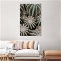 Picture of Cactus Zone _GroupedProduct_Rectangle_Portrait_Photography _GroupedProduct_Rectangle_Portrait_Canvas_