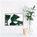 Picture of Plant Bliss _GroupedProduct_Rectangle_Landscape_Photography _GroupedProduct_Rectangle_Landscape_Canvas_Framed_