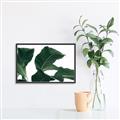 Picture of Plant Bliss _GroupedProduct_Rectangle_Landscape_Photography _GroupedProduct_Rectangle_Landscape_Canvas_Framed_