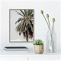 Picture of Canary Palm _GroupedProduct_Rectangle_Portrait_Photography _GroupedProduct_Rectangle_Portrait_Canvas_Framed_