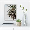 Picture of Canary Palm _GroupedProduct_Rectangle_Portrait_Photography _GroupedProduct_Rectangle_Portrait_Canvas_Framed_