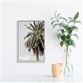 Picture of Canary Palm _GroupedProduct_Rectangle_Portrait_Photography _GroupedProduct_Rectangle_Portrait_Canvas_Framed_