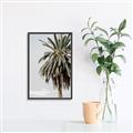 Picture of Canary Palm _GroupedProduct_Rectangle_Portrait_Photography _GroupedProduct_Rectangle_Portrait_Canvas_Framed_