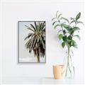 Picture of Canary Palm _GroupedProduct_Rectangle_Portrait_Photography _GroupedProduct_Rectangle_Portrait_Canvas_Framed_