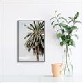 Picture of Canary Palm _GroupedProduct_Rectangle_Portrait_Photography _GroupedProduct_Rectangle_Portrait_Canvas_Framed_