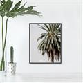 Picture of Canary Palm _GroupedProduct_Rectangle_Portrait_Photography _GroupedProduct_Rectangle_Portrait_Canvas_Framed_