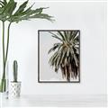 Picture of Canary Palm _GroupedProduct_Rectangle_Portrait_Photography _GroupedProduct_Rectangle_Portrait_Canvas_Framed_