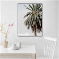 Picture of Canary Palm _GroupedProduct_Rectangle_Portrait_Photography _GroupedProduct_Rectangle_Portrait_Canvas_Framed_