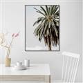 Picture of Canary Palm _GroupedProduct_Rectangle_Portrait_Photography _GroupedProduct_Rectangle_Portrait_Canvas_Framed_