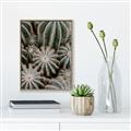 Picture of Cactus Zone _GroupedProduct_Rectangle_Portrait_Photography _GroupedProduct_Rectangle_Portrait_Canvas_Framed_