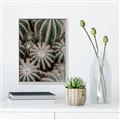 Picture of Cactus Zone _GroupedProduct_Rectangle_Portrait_Photography _GroupedProduct_Rectangle_Portrait_Canvas_Framed_