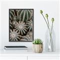 Picture of Cactus Zone _GroupedProduct_Rectangle_Portrait_Photography _GroupedProduct_Rectangle_Portrait_Canvas_Framed_
