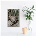 Picture of Cactus Zone _GroupedProduct_Rectangle_Portrait_Photography _GroupedProduct_Rectangle_Portrait_Canvas_Framed_