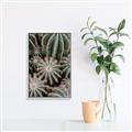 Picture of Cactus Zone _GroupedProduct_Rectangle_Portrait_Photography _GroupedProduct_Rectangle_Portrait_Canvas_Framed_