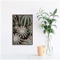 Picture of Cactus Zone _GroupedProduct_Rectangle_Portrait_Photography _GroupedProduct_Rectangle_Portrait_Canvas_Framed_