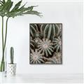Picture of Cactus Zone _GroupedProduct_Rectangle_Portrait_Photography _GroupedProduct_Rectangle_Portrait_Canvas_Framed_
