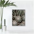 Picture of Cactus Zone _GroupedProduct_Rectangle_Portrait_Photography _GroupedProduct_Rectangle_Portrait_Canvas_Framed_