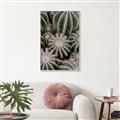 Picture of Cactus Zone _GroupedProduct_Rectangle_Portrait_Photography _GroupedProduct_Rectangle_Portrait_Canvas_Framed_