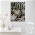 Picture of Cactus Zone _GroupedProduct_Rectangle_Portrait_Photography _GroupedProduct_Rectangle_Portrait_Canvas_Framed_