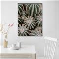 Picture of Cactus Zone _GroupedProduct_Rectangle_Portrait_Photography _GroupedProduct_Rectangle_Portrait_Canvas_Framed_