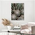 Picture of Cactus Zone _GroupedProduct_Rectangle_Portrait_Photography _GroupedProduct_Rectangle_Portrait_Canvas_Framed_