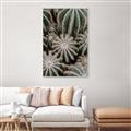 Picture of Cactus Zone _GroupedProduct_Rectangle_Portrait_Photography _GroupedProduct_Rectangle_Portrait_Canvas_Framed_