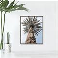 Picture of Palm Perfection _GroupedProduct_Rectangle_Portrait_Photography _GroupedProduct_Rectangle_Portrait_Canvas_Framed_