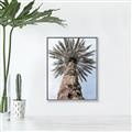Picture of Palm Perfection _GroupedProduct_Rectangle_Portrait_Photography _GroupedProduct_Rectangle_Portrait_Canvas_Framed_