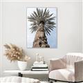 Picture of Palm Perfection _GroupedProduct_Rectangle_Portrait_Photography _GroupedProduct_Rectangle_Portrait_Canvas_Framed_