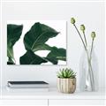 Picture of Plant Bliss _GroupedProduct_Rectangle_Landscape_Photography _GroupedProduct_Rectangle_Landscape_Unframed_Print_Only_