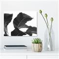 Picture of Plant Bliss _GroupedProduct_Rectangle_Landscape_Photography _GroupedProduct_Rectangle_Landscape_Unframed_Print_Only_
