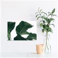 Picture of Plant Bliss _GroupedProduct_Rectangle_Landscape_Photography _GroupedProduct_Rectangle_Landscape_Unframed_Print_Only_