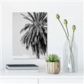 Picture of Canary Palm _GroupedProduct_Rectangle_Portrait_Photography _GroupedProduct_Rectangle_Portrait_Unframed_Print_Only_