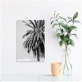 Picture of Canary Palm _GroupedProduct_Rectangle_Portrait_Photography _GroupedProduct_Rectangle_Portrait_Unframed_Print_Only_