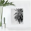 Picture of Canary Palm _GroupedProduct_Rectangle_Portrait_Photography _GroupedProduct_Rectangle_Portrait_Unframed_Print_Only_