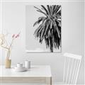 Picture of Canary Palm _GroupedProduct_Rectangle_Portrait_Photography _GroupedProduct_Rectangle_Portrait_Unframed_Print_Only_