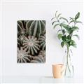 Picture of Cactus Zone _GroupedProduct_Rectangle_Portrait_Photography _GroupedProduct_Rectangle_Portrait_Unframed_Print_Only_