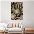 Picture of Cactus Zone _GroupedProduct_Rectangle_Portrait_Photography _GroupedProduct_Rectangle_Portrait_Unframed_Print_Only_